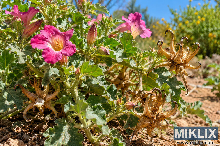 Sunlit Devil's Claw plant with pink trumpet-shaped flowers, green lobed leaves, and several dry brown seed pods ending in long curved hooks. Sunlit Devil's Claw plant with pink trumpet-shaped flowers, green lobed leaves, and several dry brown seed pods ending in long curved hooks.