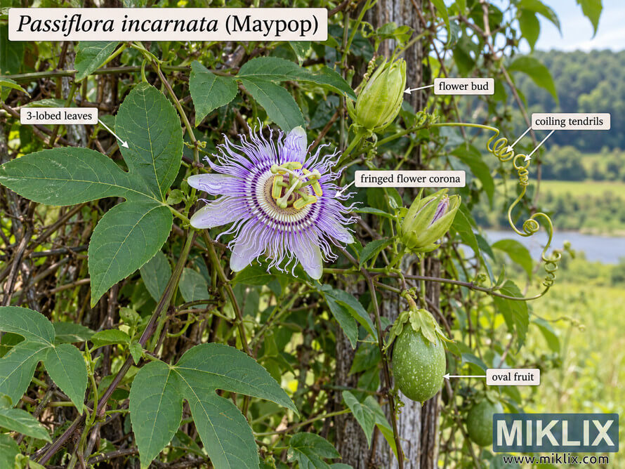 Labeled photo of Passiflora incarnata showing a purple passionflower, three-lobed leaves, coiling tendrils, flower buds, and green oval fruit. Labeled photo of Passiflora incarnata showing a purple passionflower, three-lobed leaves, coiling tendrils, flower buds, and green oval fruit.
