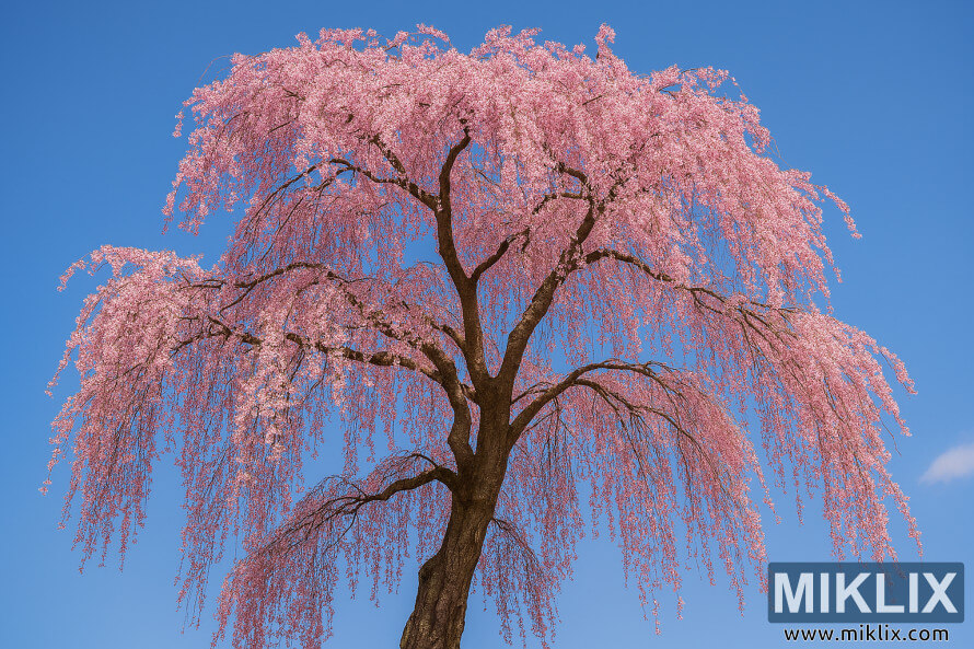 Cerisier pleureur mature avec des fleurs roses en cascade sur un ciel bleu clair
