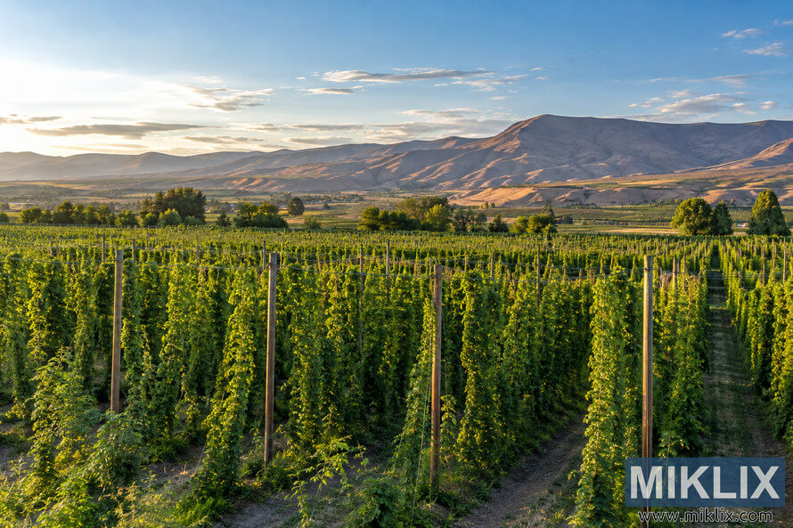 Wide landscape view of lush green hop rows and wooden trellises in Washington's Yakima Valley, with dry sunlit mountains and a blue, lightly clouded sky in the background. Wide landscape view of lush green hop rows and wooden trellises in Washington's Yakima Valley, with dry sunlit mountains and a blue, lightly clouded sky in the background.