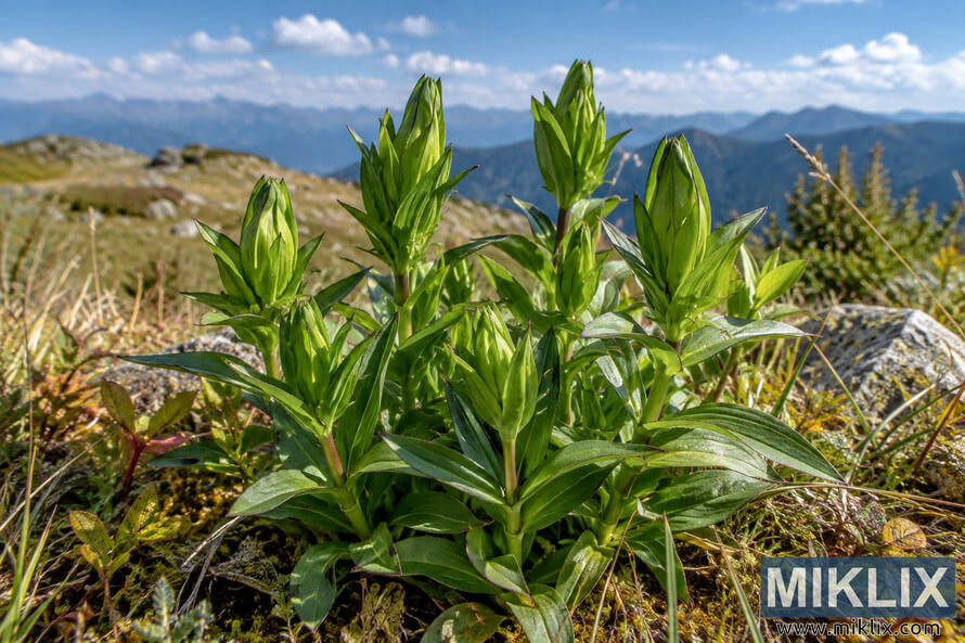 Close-up of green gentian-like plants with tightly closed buds among moss, grasses and rocks, with blue mountain ridges and a cloud-dotted sky behind. Close-up of green gentian-like plants with tightly closed buds among moss, grasses and rocks, with blue mountain ridges and a cloud-dotted sky behind.