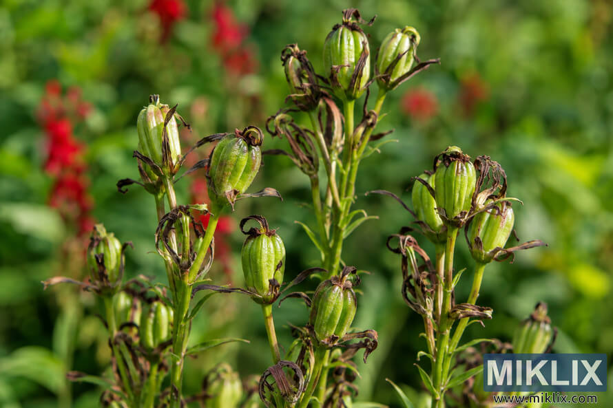 Close-up of ribbed green seed capsules with curled brown flower remnants on upright stems against softly blurred green and red garden foliage. Close-up of ribbed green seed capsules with curled brown flower remnants on upright stems against softly blurred green and red garden foliage.