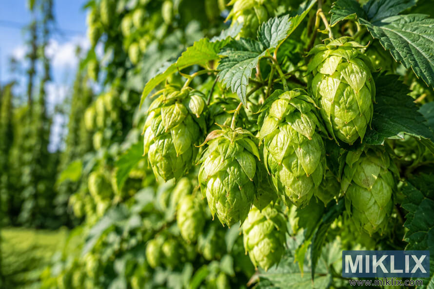 Close-up landscape photograph of fresh vibrant green hop cones hanging from leafy vines in bright natural sunlight, with detailed layered bracts and a softly blurred hop garden and blue sky in the background. Close-up landscape photograph of fresh vibrant green hop cones hanging from leafy vines in bright natural sunlight, with detailed layered bracts and a softly blurred hop garden and blue sky in the background.