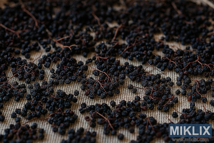Tutup-up tina elderberries garing sumebar di sakuliah rak drying kai dina lampu alam haneut