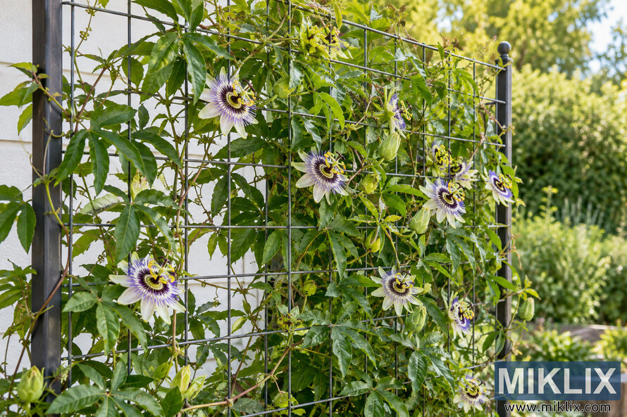 Passionflower vine with green leaves, buds, and purple-white flowers climbing a black wire trellis beside a light garden wall. Passionflower vine with green leaves, buds, and purple-white flowers climbing a black wire trellis beside a light garden wall.