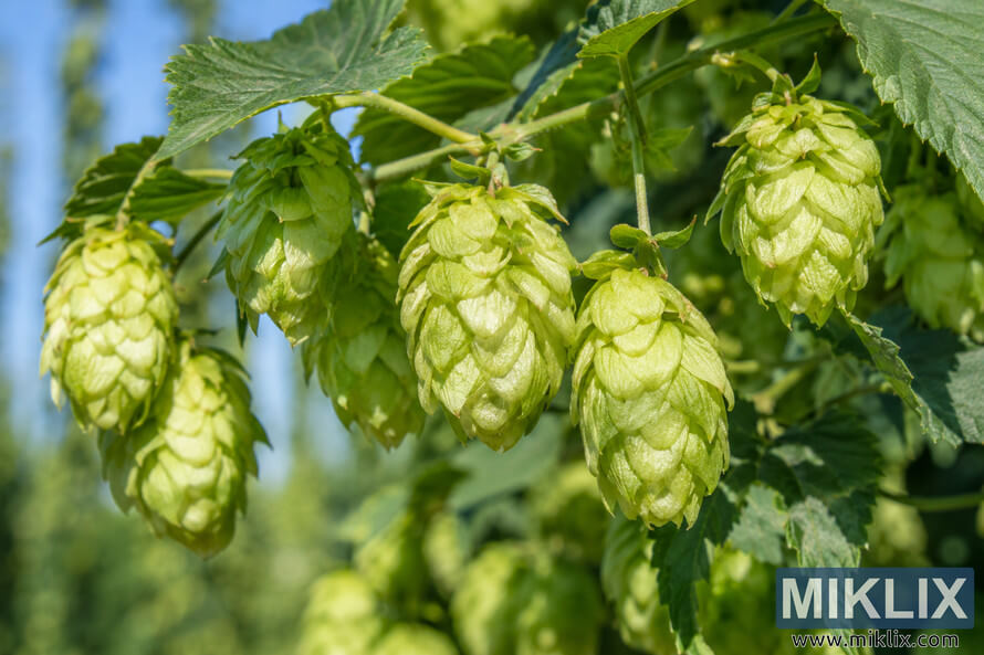 Close-up landscape photograph of fresh green hop cones hanging from a leafy hop vine in bright natural sunlight, showing their compact layered structure. Close-up landscape photograph of fresh green hop cones hanging from a leafy hop vine in bright natural sunlight, showing their compact layered structure.