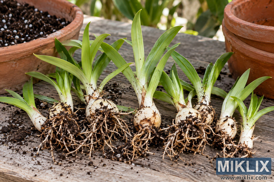 Several green plant offsets with white bulbs and exposed fibrous roots arranged on a soil-covered wooden table beside terracotta pots. Several green plant offsets with white bulbs and exposed fibrous roots arranged on a soil-covered wooden table beside terracotta pots.