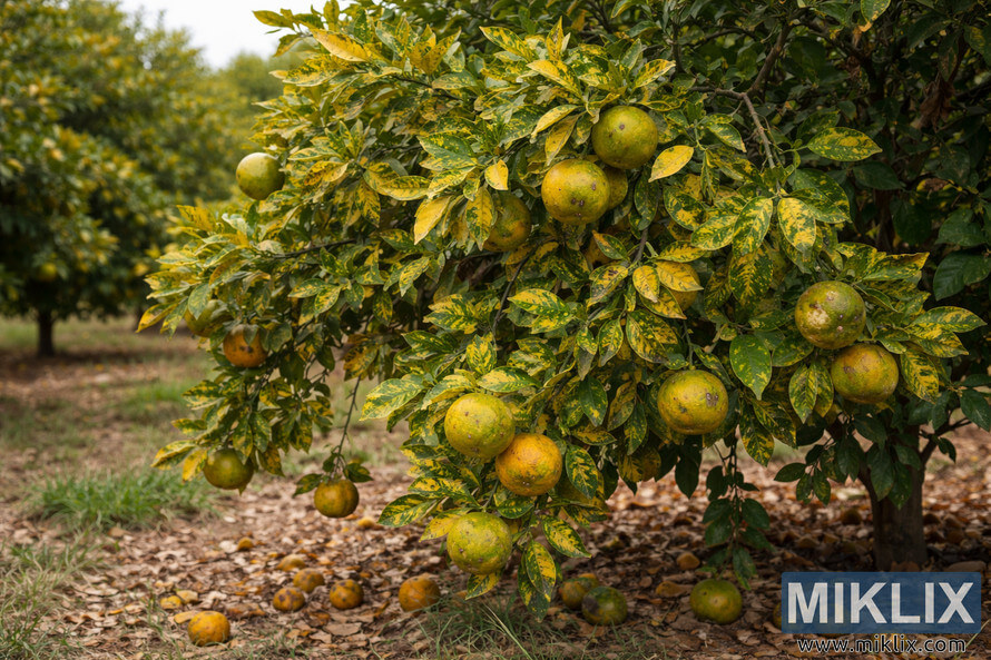 Tangerine tree in an orchard showing yellow mottled leaves and misshapen fruit caused by Huanglongbing citrus greening disease.