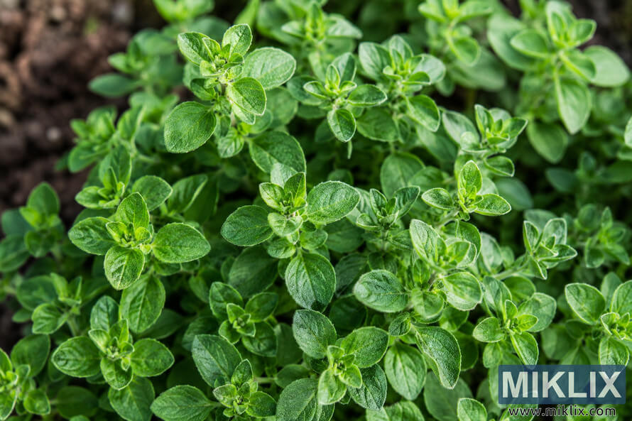 Close-up landscape photograph of a healthy marjoram plant growing in dark garden soil, featuring dense clusters of vibrant green leaves with soft textures and clearly visible leaf veins in natural sunlight. Close-up landscape photograph of a healthy marjoram plant growing in dark garden soil, featuring dense clusters of vibrant green leaves with soft textures and clearly visible leaf veins in natural sunlight.