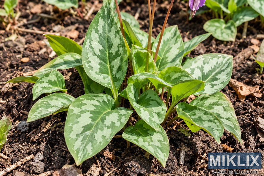 Close-up of healthy green patterned leaves growing in dark garden mulch, with reddish stems and part of a purple flower visible.