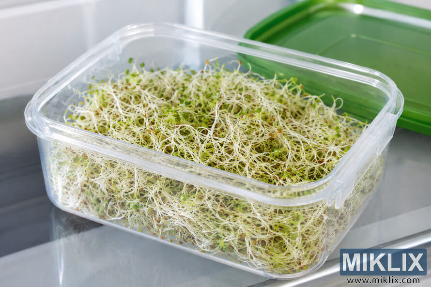 Fresh alfalfa sprouts stored in a clear plastic container inside a refrigerator, with a green lid placed nearby on a cool metallic shelf.