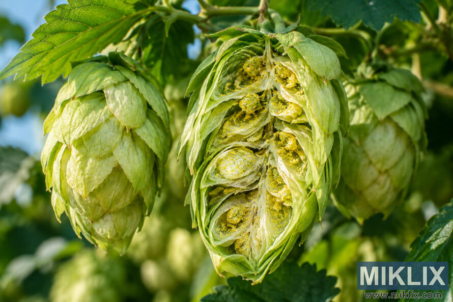 Close-up landscape photograph of green hop cones on the plant, with one cone opened to reveal layered bracts, internal structure, and distinctive golden-yellow lupulin glands. Close-up landscape photograph of green hop cones on the plant, with one cone opened to reveal layered bracts, internal structure, and distinctive golden-yellow lupulin glands.