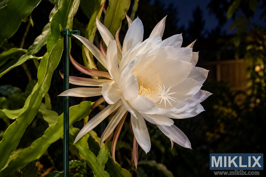 White night-blooming cereus flower supported by a green garden stake against dark nighttime foliage White night-blooming cereus flower supported by a green garden stake against dark nighttime foliage