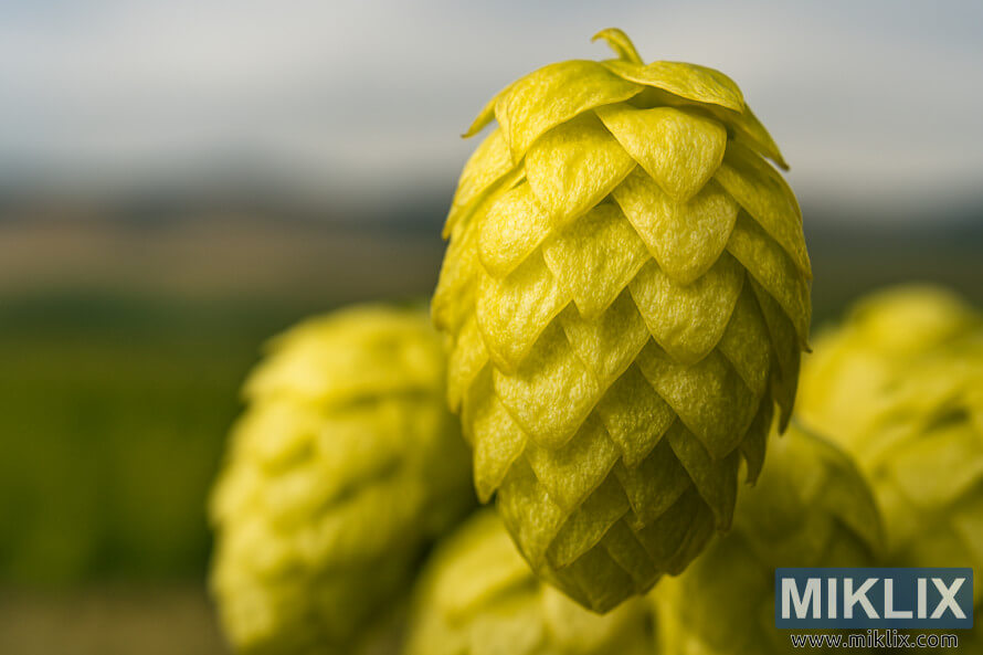 ÐеÑайлно изобÑажение оÑблизо на ÑиÑаÑки Ð¾Ñ Ñ
мел Yakima Gold Ñ Ð±Ð»ÐµÑÑÑÑи лÑпÑлинови жлези под мека ÑвеÑлина ÐеÑайлно изобÑажение оÑблизо на ÑиÑаÑки Ð¾Ñ Ñ
мел Yakima Gold Ñ Ð±Ð»ÐµÑÑÑÑи лÑпÑлинови жлези под мека ÑвеÑлина