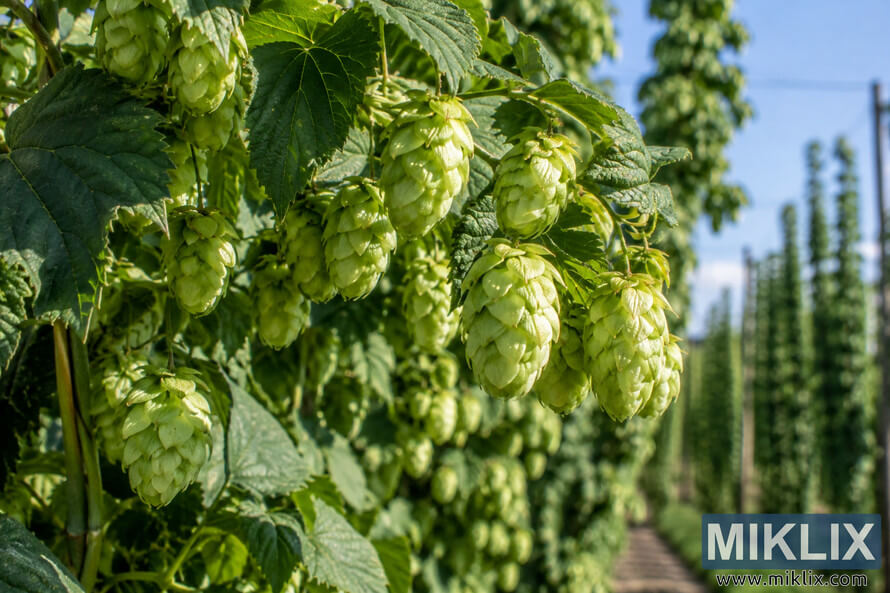 Close-up of clusters of fresh green hop cones growing among serrated leaves on climbing bines in a sunny European hop yard, with trellised rows and a narrow path softly blurred in the background. Close-up of clusters of fresh green hop cones growing among serrated leaves on climbing bines in a sunny European hop yard, with trellised rows and a narrow path softly blurred in the background.