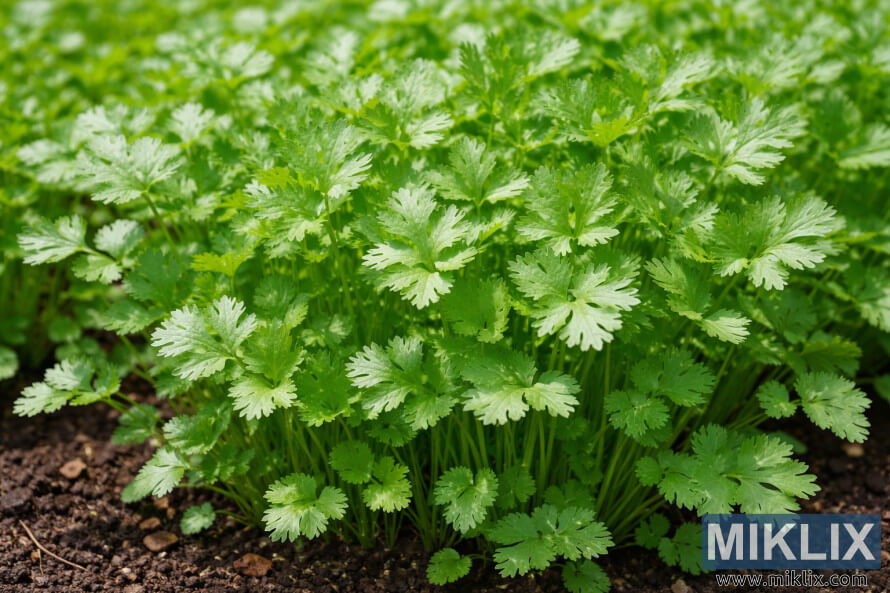 Gros plan sur des plants de coriandre Santo en santÃ© avec des feuilles de coriandre traditionnelles dâun vert vif, poussant densÃ©ment dans un sol sombre.