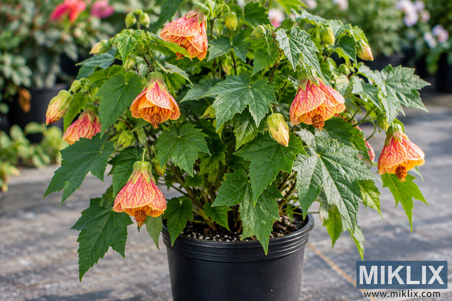 Flowering Abutilon pictum with yellow-orange, pink-veined lantern flowers in a black nursery pot Flowering Abutilon pictum with yellow-orange, pink-veined lantern flowers in a black nursery pot