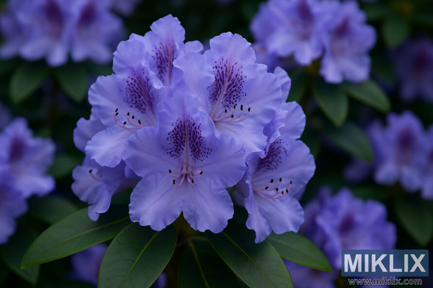 Gros plan du rhododendron Blue Peter avec des pÃ©tales Ã©bouriffÃ©s bleu lavande et des taches violettes.
