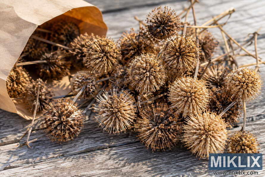 Dried spherical seed heads and stems spread across weathered wood beside an open brown paper bag in warm sunlight. Dried spherical seed heads and stems spread across weathered wood beside an open brown paper bag in warm sunlight.