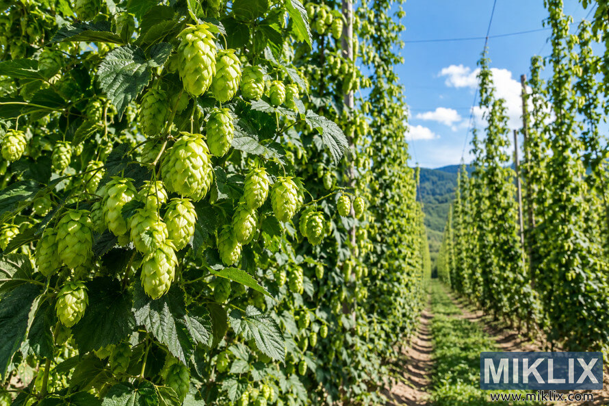 Sunny landscape view of a vibrant hop field with clusters of mature green Blisk hop cones in sharp foreground detail, tall trellised rows receding into the distance, a grassy farm track, forested hills, and a bright blue sky with white clouds. Sunny landscape view of a vibrant hop field with clusters of mature green Blisk hop cones in sharp foreground detail, tall trellised rows receding into the distance, a grassy farm track, forested hills, and a bright blue sky with white clouds.
