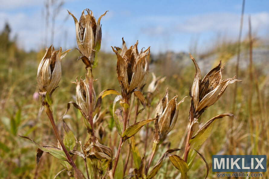 Close-up of dry, split fringed gentian seed capsules on reddish stems among fading meadow vegetation beneath a softly blurred blue sky. Close-up of dry, split fringed gentian seed capsules on reddish stems among fading meadow vegetation beneath a softly blurred blue sky.