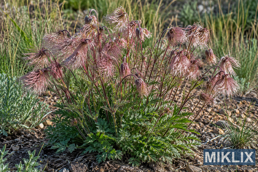Healthy prairie smoke clump with feathery pink seed heads and green foliage growing in a dry, rocky native planting bed. Healthy prairie smoke clump with feathery pink seed heads and green foliage growing in a dry, rocky native planting bed.