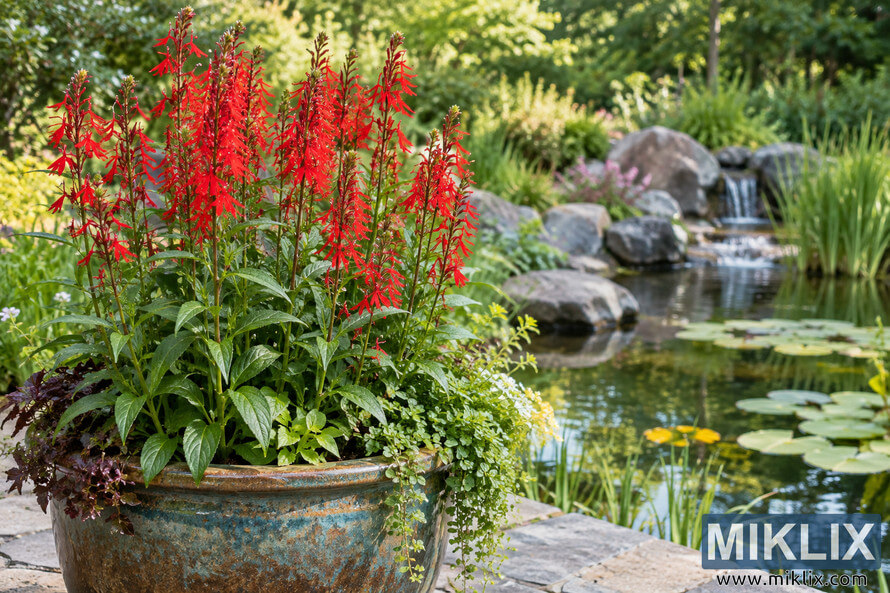 Tall red cardinal flowers growing in a large weathered ceramic container beside a garden pond with lily pads, rocks, and a small waterfall. Tall red cardinal flowers growing in a large weathered ceramic container beside a garden pond with lily pads, rocks, and a small waterfall.
