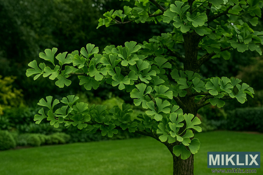Papillon de jade, ginkgo, avec des feuilles profondÃ©ment divisÃ©es en forme dâÃ©ventail dans un cadre paisible de jardin
