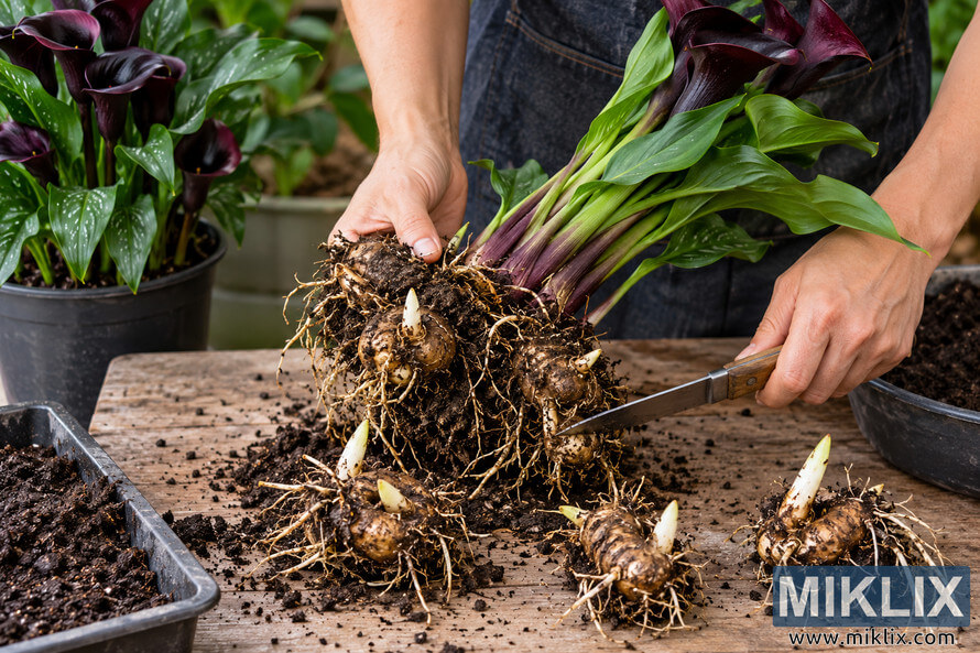 Hands divide soil-covered calla-like rhizomes with a knife on a wooden bench, surrounded by roots, pale shoots, green leaves and dark purple flowers. Hands divide soil-covered calla-like rhizomes with a knife on a wooden bench, surrounded by roots, pale shoots, green leaves and dark purple flowers.