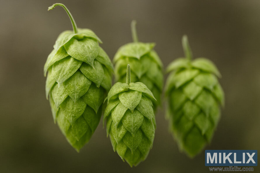 Gambar dekat kon hop Sorachi Ace hijau bertenaga dengan pencahayaan lembut dan latar belakang tanah yang kabur