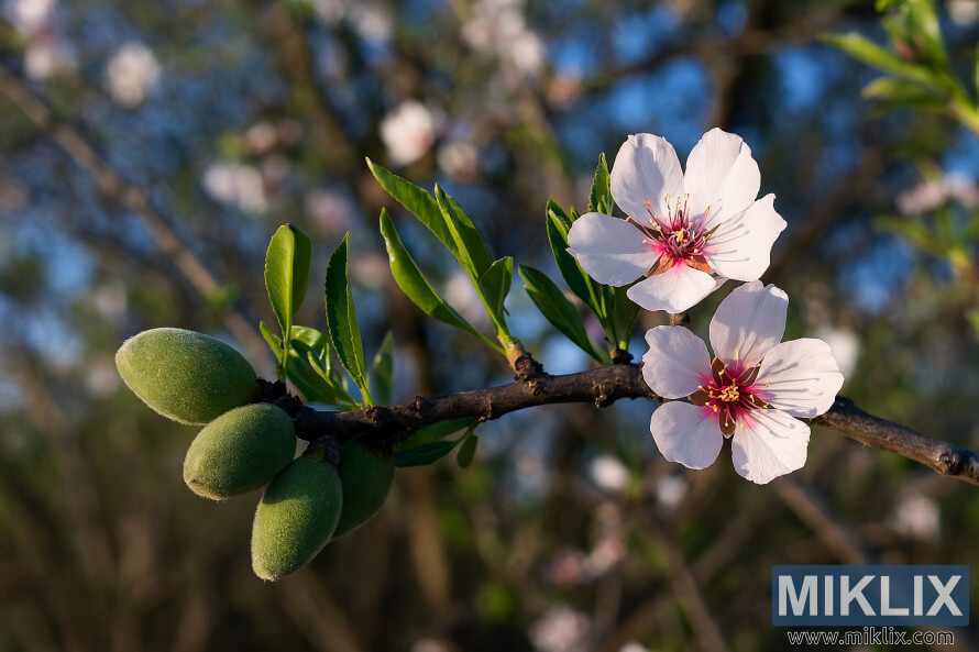 ହଲର ହାରàଡି ବାଦାମ à¬à¬à¬° à¬àଲàà¬à-à¬
ପà, ଯàà¬à¬à¬¥à¬¿à¬°à ବିଳମàବରà ଫàଲ ଫàà¬à¬¿à¬à¬¿ à¬à¬¬à¬ ସବàଠବାଦାମ ବିà¬à¬¶à¬¿à¬¤ ହàà¬à¬à¬¿à¥¤ ହଲର ହାରàଡି ବାଦାମ à¬à¬à¬° à¬àଲàà¬à-à¬
ପà, ଯàà¬à¬à¬¥à¬¿à¬°à ବିଳମàବରà ଫàଲ ଫàà¬à¬¿à¬à¬¿ à¬à¬¬à¬ ସବàଠବାଦାମ ବିà¬à¬¶à¬¿à¬¤ ହàà¬à¬à¬¿à¥¤