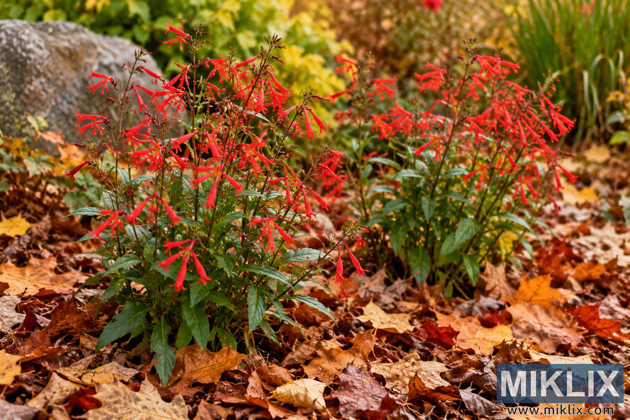 Red-flowering Fire Pink plants growing in a garden bed covered with brown, orange, yellow, and red autumn leaf mulch.