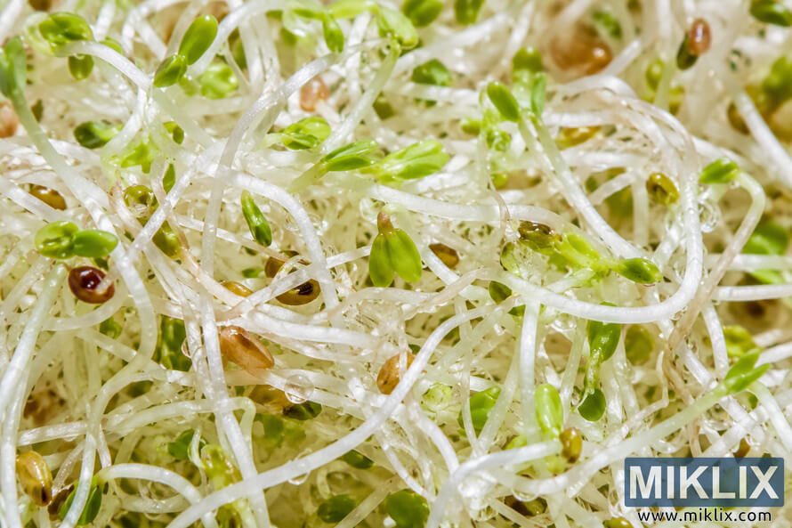 Close-up macro photograph of fresh alfalfa sprouts with delicate white stems, tiny green leaves, seed husks, and glistening water droplets intertwined in a dense natural texture.