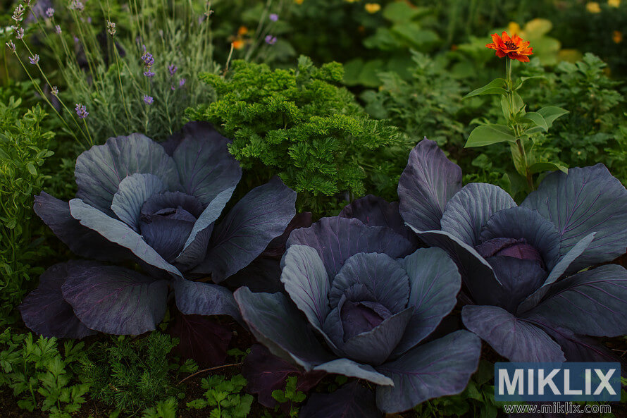 Col llombarda que creix entre herbes i flors en un jardÃ­ mixt