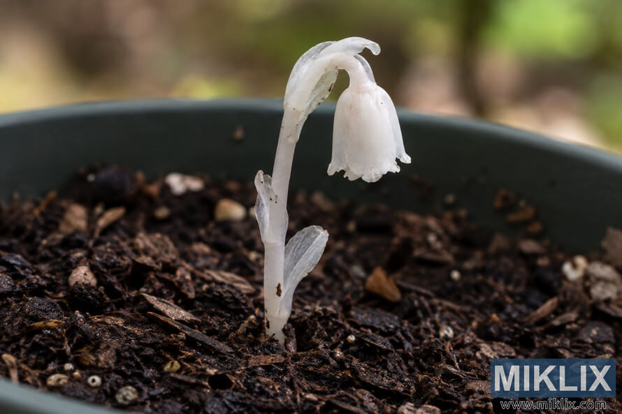 Close-up of a small translucent white ghost flower seedling with a drooping bell-shaped bloom growing in dark soil inside a green-gray container. Close-up of a small translucent white ghost flower seedling with a drooping bell-shaped bloom growing in dark soil inside a green-gray container.