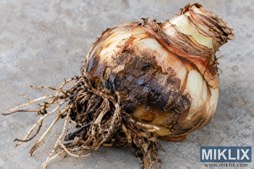 Close-up of a bulb with dark, wet-looking rot, peeling brown outer scales, exposed pale tissue, and damaged roots on a gray surface. Close-up of a bulb with dark, wet-looking rot, peeling brown outer scales, exposed pale tissue, and damaged roots on a gray surface.