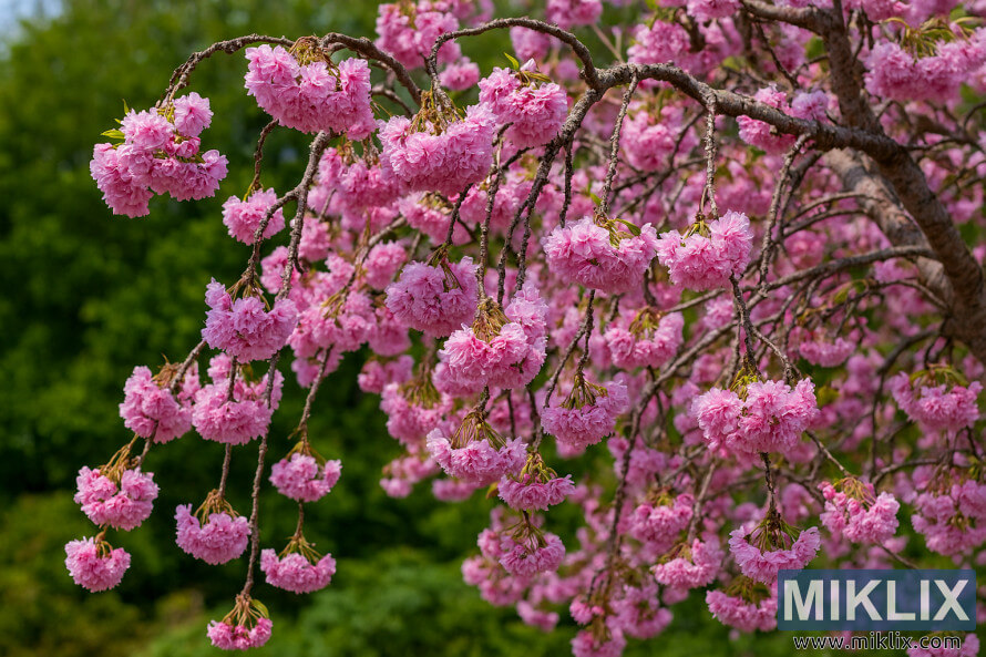 Paysage haute rÃ©solution dâun cerisier pleureur de Cheal avec des branches en cascade couvertes de fleurs roses luxuriantes Ã  double pÃ©tale