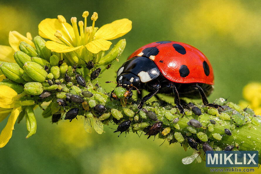 Close-up landscape photo of a red and black ladybug eating green aphids on a mustard plant stem with yellow flowers in the background.