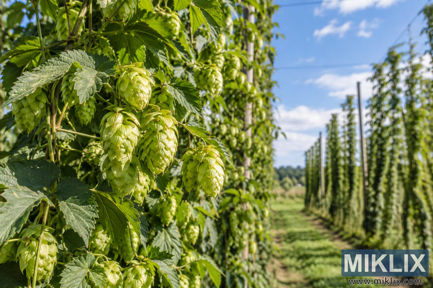 Fresh green hop cones growing on leafy bines in a sunlit Michigan hop yard, with tall trellised rows extending into the distance beneath a blue sky. Fresh green hop cones growing on leafy bines in a sunlit Michigan hop yard, with tall trellised rows extending into the distance beneath a blue sky.