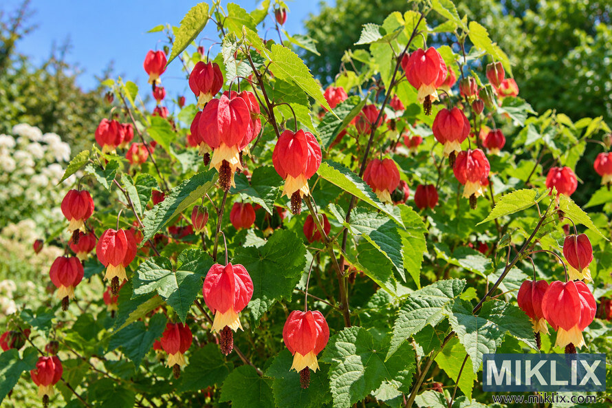 Lush green shrub covered with hanging red and pale yellow lantern-shaped flowers in bright sunlight, with blue sky and garden foliage behind. Lush green shrub covered with hanging red and pale yellow lantern-shaped flowers in bright sunlight, with blue sky and garden foliage behind.