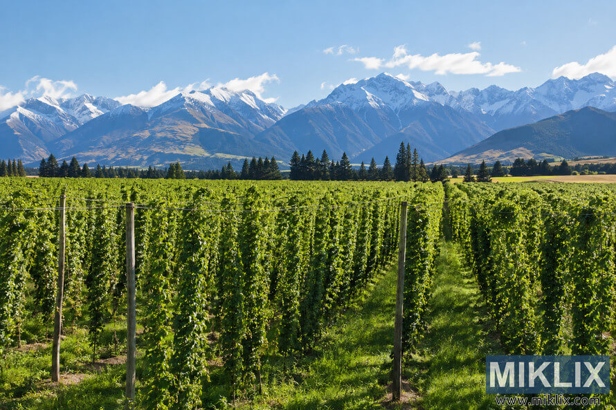 Wide New Zealand landscape with lush green hop plants growing on trellises in orderly rows, backed by evergreen trees and a dramatic range of rugged, snow-capped mountains beneath a clear blue sky. Wide New Zealand landscape with lush green hop plants growing on trellises in orderly rows, backed by evergreen trees and a dramatic range of rugged, snow-capped mountains beneath a clear blue sky.