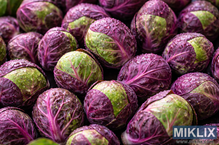 Naby-opname van Falstaff-spruite wat diep pers en rooi blare met groen hoogtepunte en waterdruppels toon.