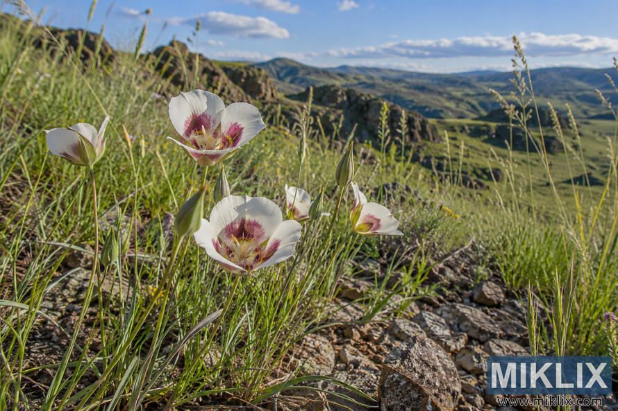 Pale Calochortus-like wildflowers with burgundy markings growing among spring grasses and rocky soil, with green hills beneath a blue sky. Pale Calochortus-like wildflowers with burgundy markings growing among spring grasses and rocky soil, with green hills beneath a blue sky.