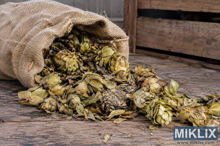 Landscape photograph of degraded dried hop cones spilling from a worn burlap sack onto a weathered wooden surface, showing discoloration, dryness, breakage, and poor storage conditions.