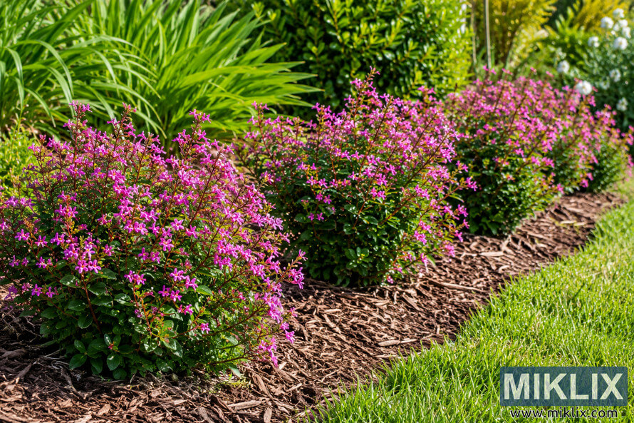 Pink-flowering Cuphea-like plants spaced along a sunny mulched garden border beside green lawn and dense foliage. Pink-flowering Cuphea-like plants spaced along a sunny mulched garden border beside green lawn and dense foliage.