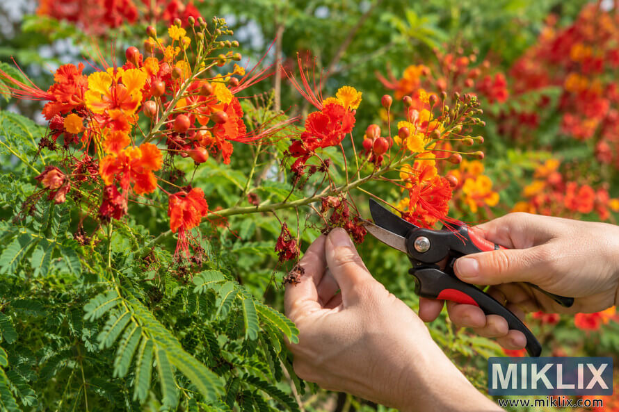Hands use pruning shears to remove spent blooms from a Pride of Barbados plant covered in vivid orange, red, and yellow flowers. Hands use pruning shears to remove spent blooms from a Pride of Barbados plant covered in vivid orange, red, and yellow flowers.