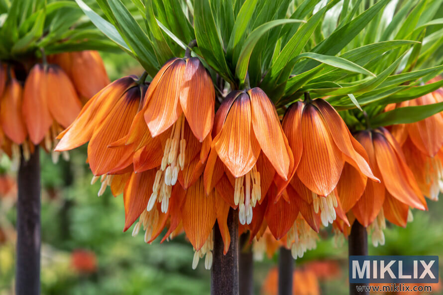 Close-up of orange bell-shaped crown imperial flowers hanging beneath dense green leaves, with pale stamens and a softly blurred garden background. Close-up of orange bell-shaped crown imperial flowers hanging beneath dense green leaves, with pale stamens and a softly blurred garden background.