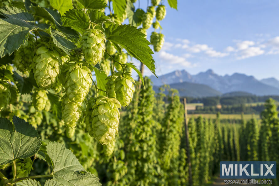 Close-up of fresh green hop cones and serrated leaves in a sunlit hop field, with rows of hop vines, farmland, distant blue-gray mountains, and a clear sky in the background. Close-up of fresh green hop cones and serrated leaves in a sunlit hop field, with rows of hop vines, farmland, distant blue-gray mountains, and a clear sky in the background.