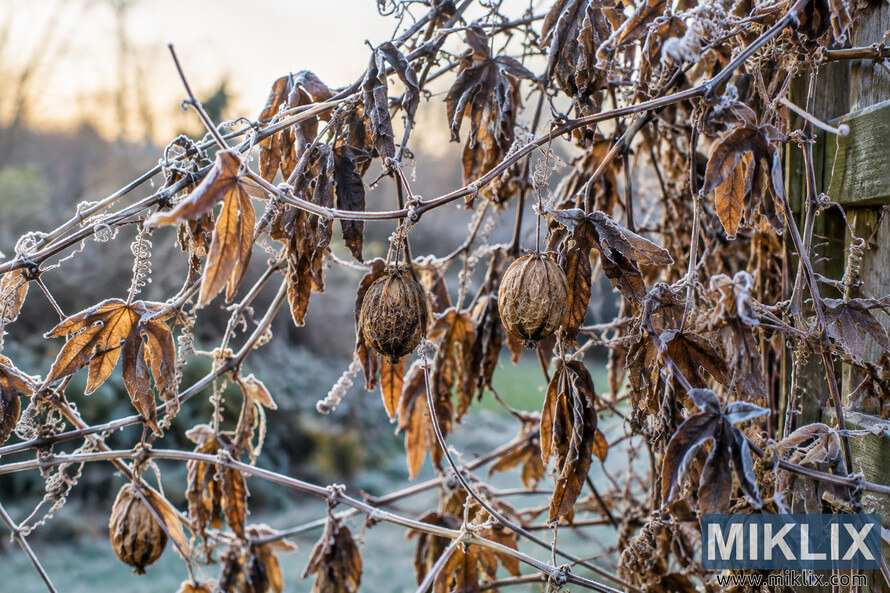 Close-up of a dormant passionflower vine with frost-coated brown leaves, curled tendrils, dried fruits, and a wooden trellis. Close-up of a dormant passionflower vine with frost-coated brown leaves, curled tendrils, dried fruits, and a wooden trellis.
