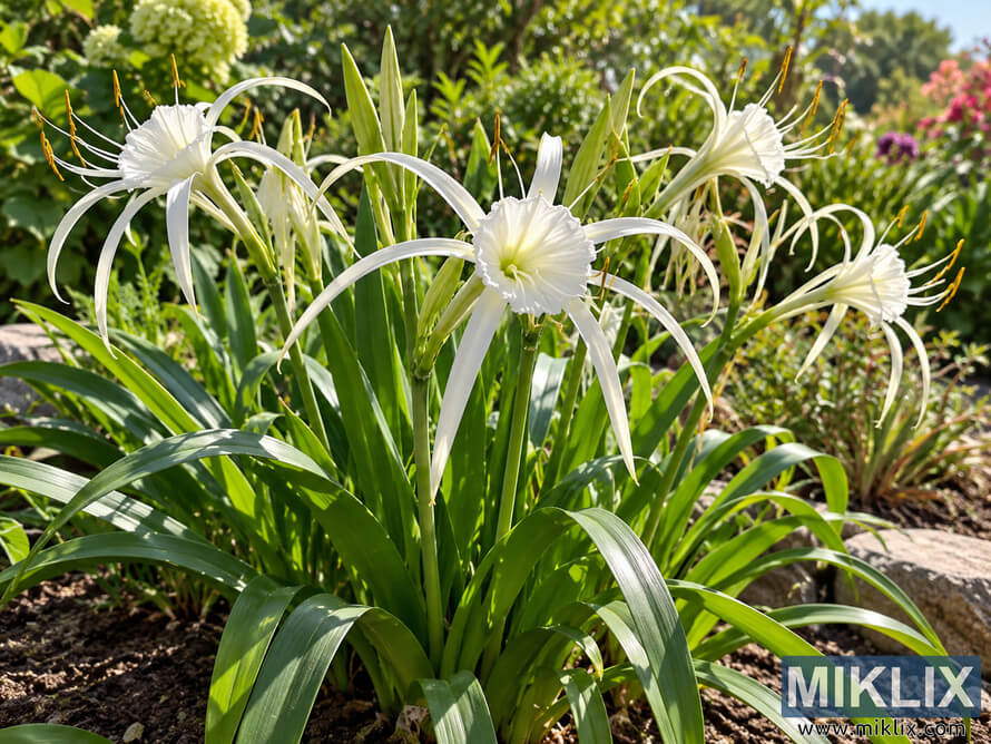 White Peruvian daffodil flowers with long curved petals and lush green leaves growing in a sunny garden bed.